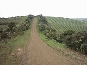 Stony Batter Waiheke Vineyards