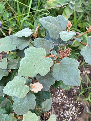 Thomasia triphylla foliage 01