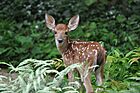 White Tailed Deer.jpg