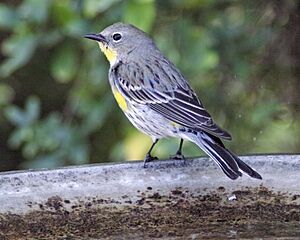 Yellow-rumped warbler (31956047207)