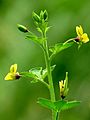 Yellow Spider Flower Cleome viscosa