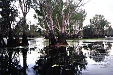 Yellow Waters Billabong July 2001