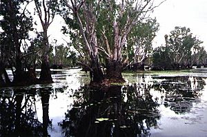 Yellow Waters Billabong July 2001