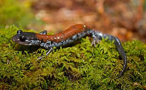 Yonahlossee salamander.jpg