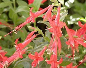 Zauschneria flowers-500px.jpg