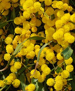 Acacia March 2008-2