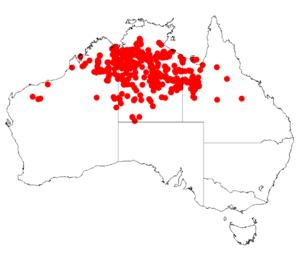 Acacia lysiphloiaDistMap563.png