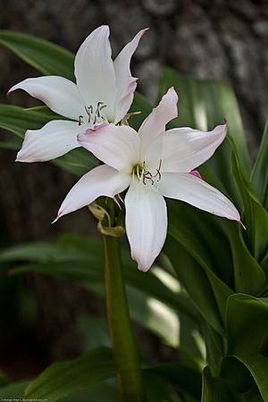 Amarcrinum memoria-corsi