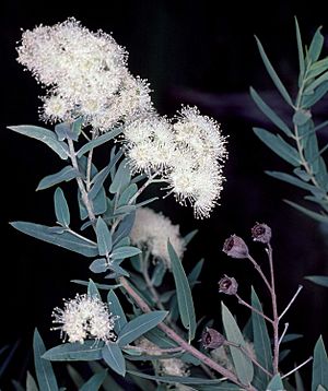 Angophora melanoxylon.jpg