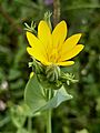 Aston Rowant - Yellow-Wort