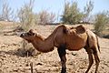 Bactrian camel in Kyzyllkum