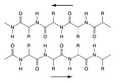 BetaPleatedSheetProtein