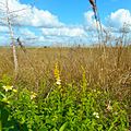 Big Cypress National Preserve SR 101