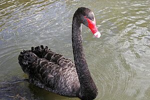 Black swan