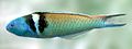 Blue-headed wrasse det.jpg