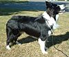 Border Collie 600.jpg