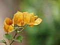 Bougainvillea glabra at Kadavoor