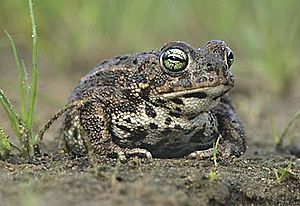 Bufo calamita