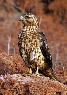 Buteo galapagoensis perched