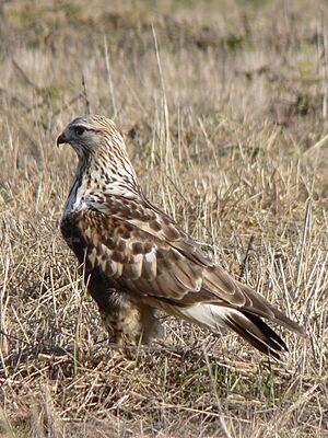 Buteo lagopus 29283.JPG