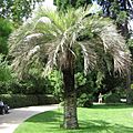 Butia capitata Madrid.jpg