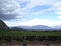 Cafayate vineyard