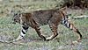 Calero Creek Trail Bobcat.jpg