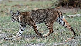 Calero Creek Trail Bobcat