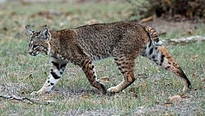 Calero Creek Trail Bobcat