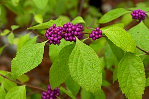 Callicarpa americana 2.jpg