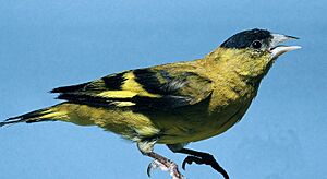 Carduelis spinescens.jpg