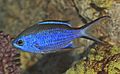 Chromis cyanea Gratwicke.jpg