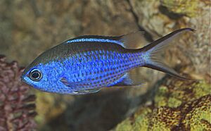 Chromis cyanea Gratwicke.jpg