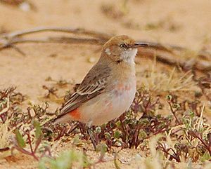 Crimson Chat female