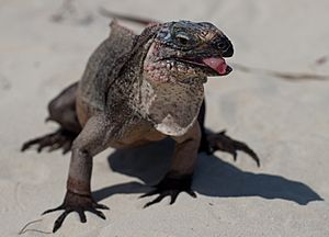 Cyclura cychlura inornata in the bahamas 2.jpg