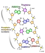 DNA chemical structure