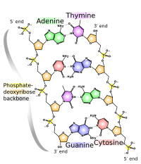 DNA chemical structure