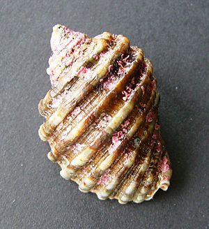 Dicathais orbita 2.JPG