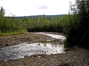 Discovery Claim Bonanza Creek