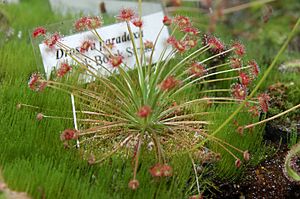 Drosera paradoxa Darwiniana.jpg