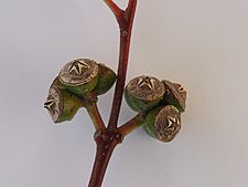 Eucalyptus dealbata fruit