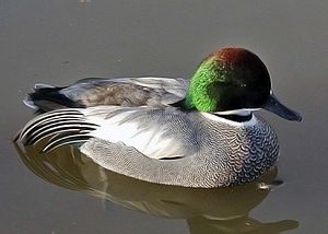 Falcated.duck.arp.750pix