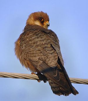 Falco vespertinus