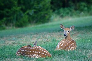 Fawns (6088543375)