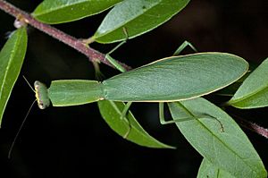 Female New Zealand Mantis (Orthodera novaezealandiae) from above