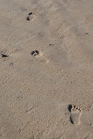 Footprints in sand