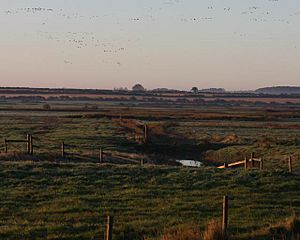 Geese at dawn - geograph.org.uk - 599662