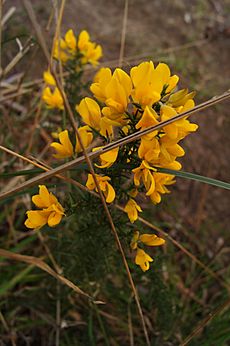 Gorse Peter Murrell