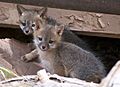 Gray Fox Kits