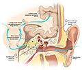 Drawing showing the ear, inner ear, and brain areas involved in hearing. A series of light blue arrows shows the flow of signals through the system.